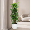 Ficus Amstel Beauty King Indoor plant