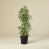 Ficus Amstel Lush Queen Indoor Plant