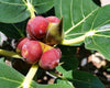 Ficus Benghalensis Banyan Fig Canopy Tree