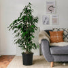 Ficus Benjamina Danielle Holland Houseplant