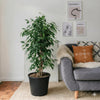 Ficus Benjamina Danielle Holland Houseplant