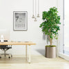 Weeping Fig / Ficus Benjamina Tree