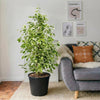 Ficus Benjamina Holland - Twilight (80-100 cm) | Dubai's Best Houseplant!