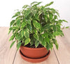 Ficus Benjamina Kinky Air Cleaner Plant