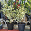 Variegated Weeping Fig 35 - 50cm | Dubai Gardening!