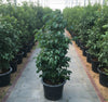 Ficus Benjamina Weeping Fig plant