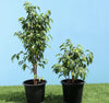 Weeping Fig (Outdoor) | Dubai's Lush Greenery!