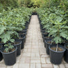 Fig Tree Ficus Carica Outdoor plant
