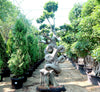 Ficus Microcarpa Chair Shaped Bonsai Plant