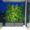 Ficus Cone 1.8- 2m in Fiber Glass Pot (GRP) (100x40x40)