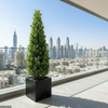 Ficus Diversifolia Cone Shape (2.0–2.5m GRP Square Pot 50x50)
