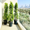 Ficus Diversifolia Cone Shape Plant