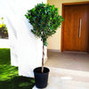 Ficus Diversifolia Twisted Trunk Topiary (1.0-1.5m) | UAE's Unique Contorted Trunk!