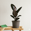Ficus elastic Abidjan indoor Plant (30 – 40cm)
