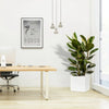 Ficus Elastica "Abidjan" or Rubber Plant in Grp square Pot 40x40 | UAE's Natural Air Freshner!