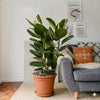 Ficus Elastica Abidjan Rubber Plant (80-100cm)