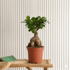 Ficus Ginseng Bonsai Houseplant (25–30cm)
