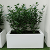 Ficus Hawaii "Green Island" in Grp pot 70x30x30