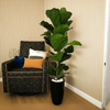 Fiddle Leaf Fig Ficus Lyrata indoor Plant