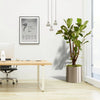 Fiddle Leaf Fig Ficus Lyrata Branched Plant