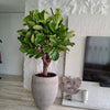Ficus Lyrata Plant in Cemented GRC Pot (70-80cm)