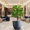 Ficus Lyrata Plant in Grey Fiber Pot