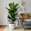 Ficus Lyrata or Fiddle Leaf Fig Plant