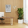 Ficus Lyrata or Fiddle Leaf Fig in Grp Square Pot 40x40 | UAE's Best Houseplant!