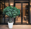 Ficus Panda Cage Shape Plant (1.4–1.6m)