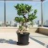 Ficus S Bonsai Plant (50-70cm)