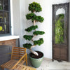 XL Ficus S Bonsai Indoor Tree
