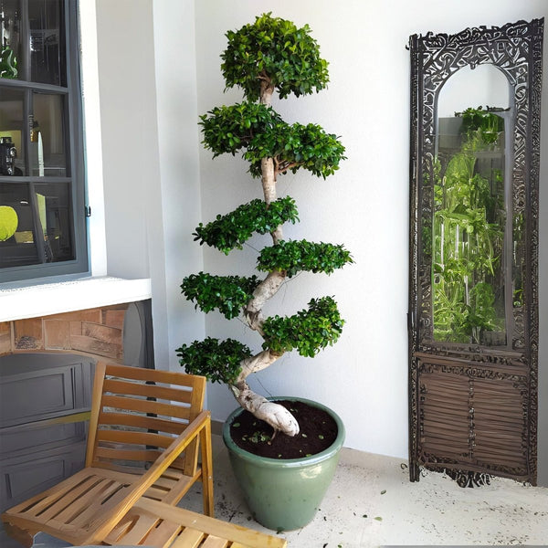 xl bonsai XL Ficus S Bonsai Indoor Tree – Plant Shop AE