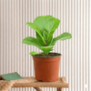 Fiddle Leaf Mini indoor Plants