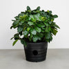 Cape Jasmine Outdoor | Dubai's Best Sellers!