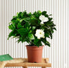Gardenia Jasminoides Cape Jasmine Plant