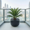 Giant Sago Palm indoor decor Plant