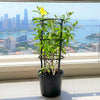 Golden Trumpet - Allamanda Cathartica (70-90cm) | UAE Garden Glory!