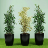 Green Glow Trio small Ficus Benjamina Plant (100-120cm) in Ceramic Pot