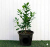 Green Island - Ficus Hawaii | Dubai Gardens Pick!