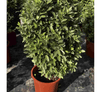 Albomarginatus Green Rocket - 0.6-0.8m Compact Shrub