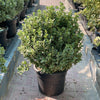 Euonymus Japonica Albomarginatus Green Rocket Plant