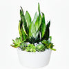 Green Serenity Tabletop Garden Plant