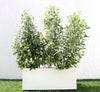GRP Planter of 3 Conocarpus erectus Sericeus "Silver Damas" 1.0-1.2m | UAE Top Plants!