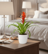 Guzmania Red and Yellow Plants or Scarlet Star in Ceramic Pot
