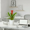 Guzmania Red & Yellow Plants (in Ceramic Pot) | UAE Top Plants!
