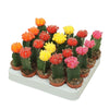 Gymnocalycium mix Chin Cactus Plant (10-15cm)