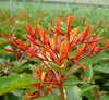 Fire Bush - Hamelia patens (50-70cm) | Dubai Gardens Glory!