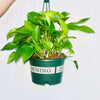Hanging Pothos Lush Money Plant