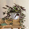 Hanging Wandering Jew | Dubai Gardens Purple Beauty!