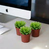 Haworthia Cooperi Mini succulents Plant